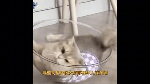 誰說偶像都只有瘦竹竿